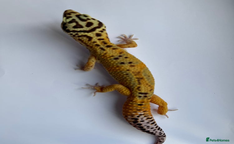Gecko reptiles - Advert 16