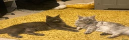 Maine Coon cats for sale: 4 x Maine coon kittens  - Advert 3