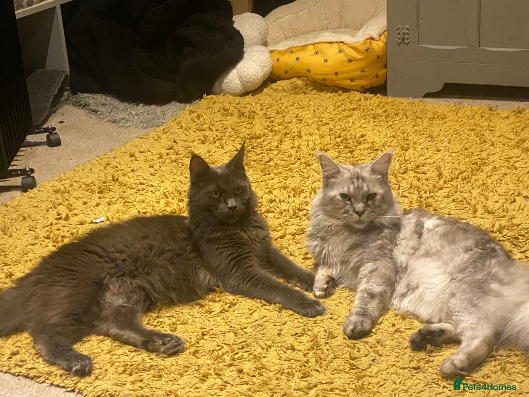 Maine Coon cats for sale: 4 x Maine coon kittens  - Advert 3