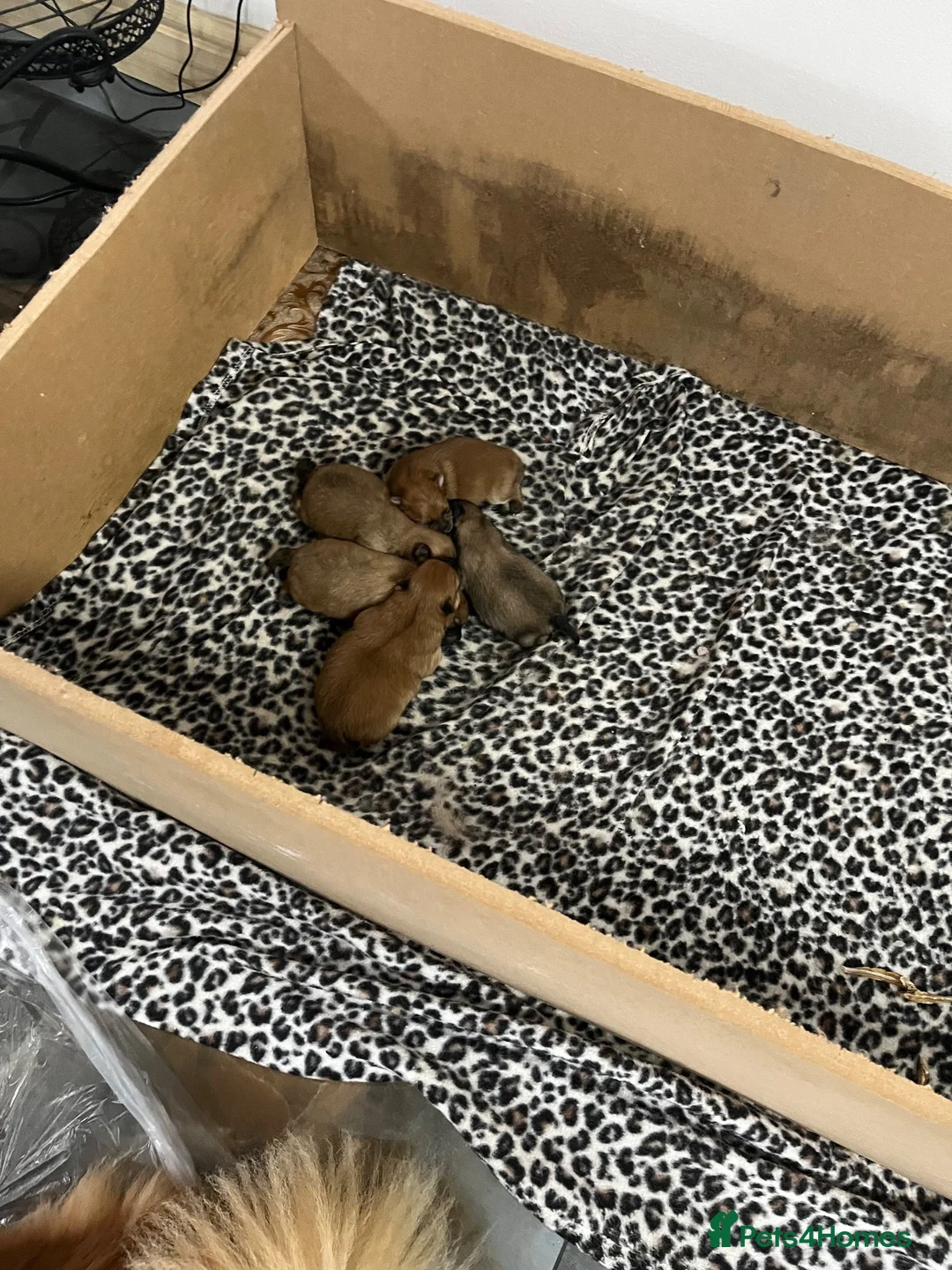 Pomeranian dogs for sale: Beautiful Pomeranian puppies in Coventry - Advert 2