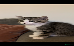 Mixed Breed cats for sale: 9 week male kitten  - Image 3