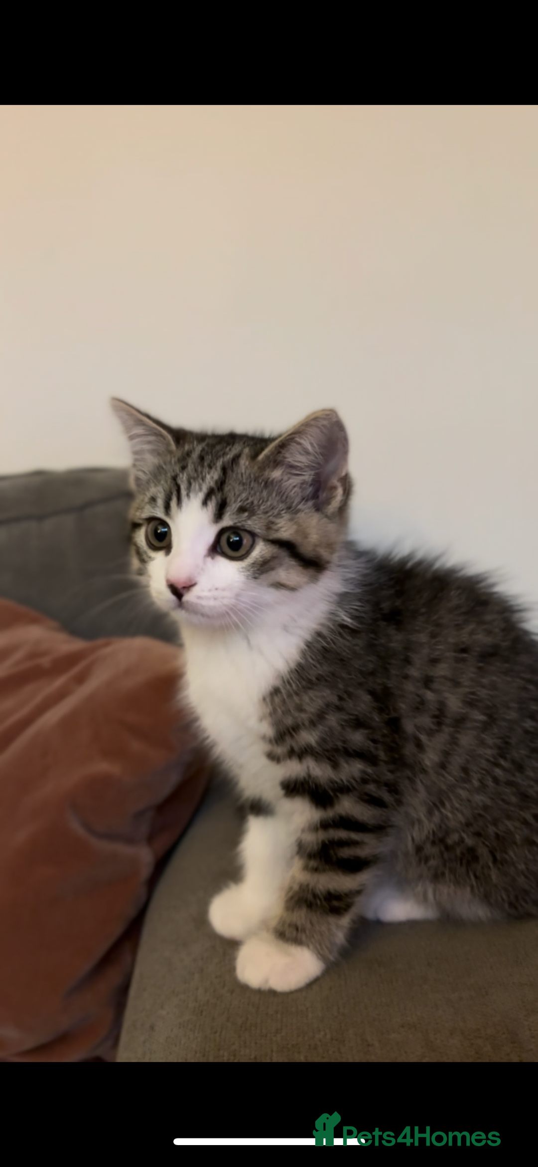 Mixed Breed cats for sale: 9 week male kitten  - Image 3
