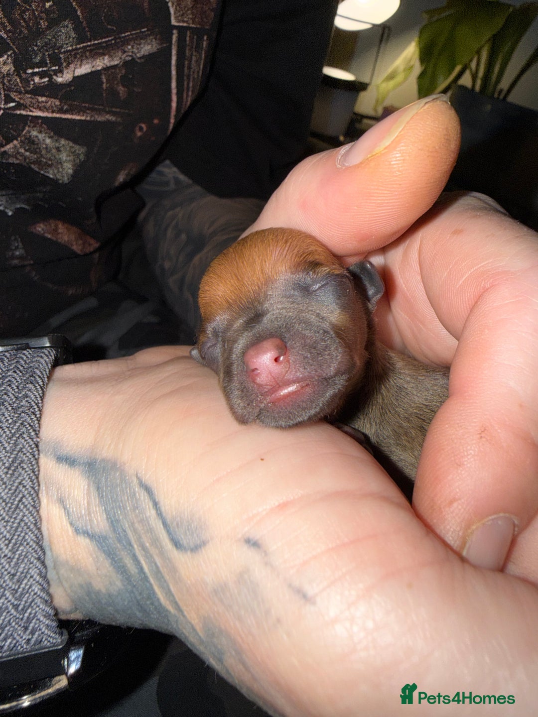 Italian Greyhound dogs for sale: KC Italian Greyhound Puppies  - Advert 3