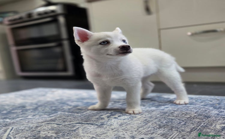 Pomsky dogs - Advert 1