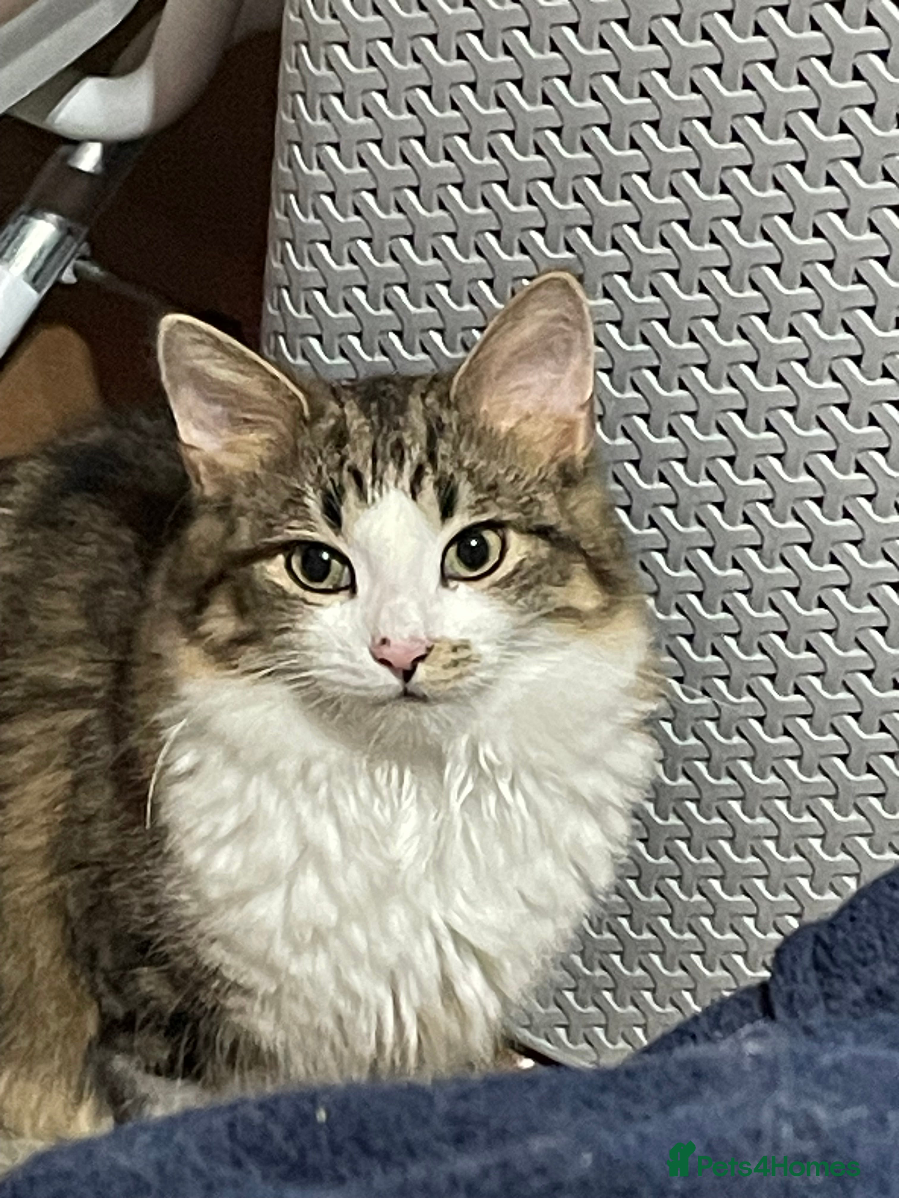 Siberian cats Michek Gorgeous Boy - Advert 1