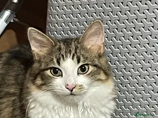 Siberian cats Michek Gorgeous Boy - Advert 1