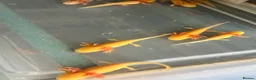 Axolotl reptiles for sale: Axolotl For Sale - Advert 2