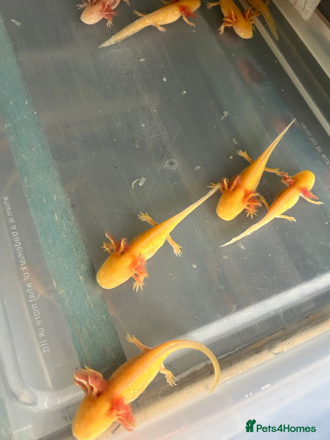 Axolotl reptiles for sale: Axolotl For Sale - Advert 2