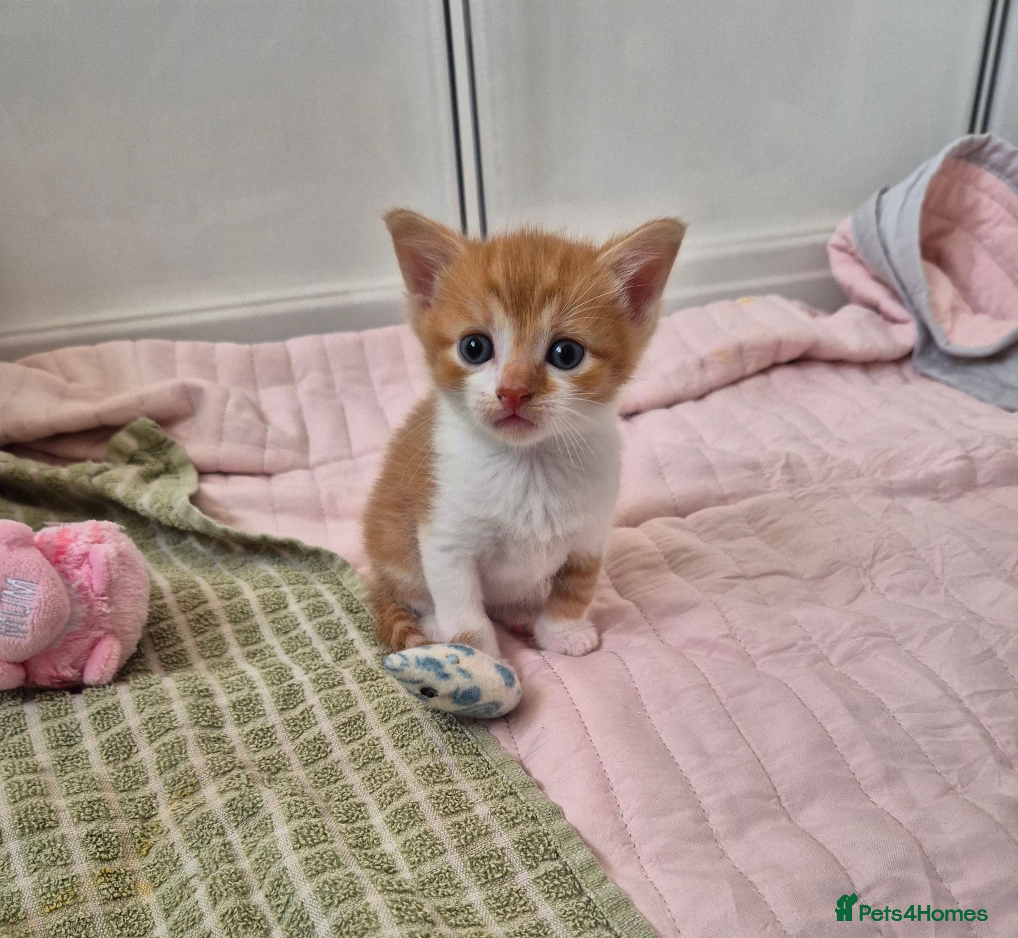 Mixed Breed cats Beautiful Playful Ginger & Tri-Colour Kittens 🐾 - Advert 3