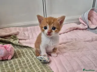 Mixed Breed cats Beautiful Playful Ginger & Tri-Colour Kittens 🐾 - Advert 3