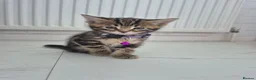 Maine Coon cats for sale: Beautiful Maine Coon X Ginger Kittens Sale - Advert 3