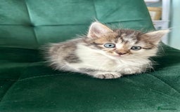 Mixed Breed cats for sale: Amazing fluffy happiness  - Image 5