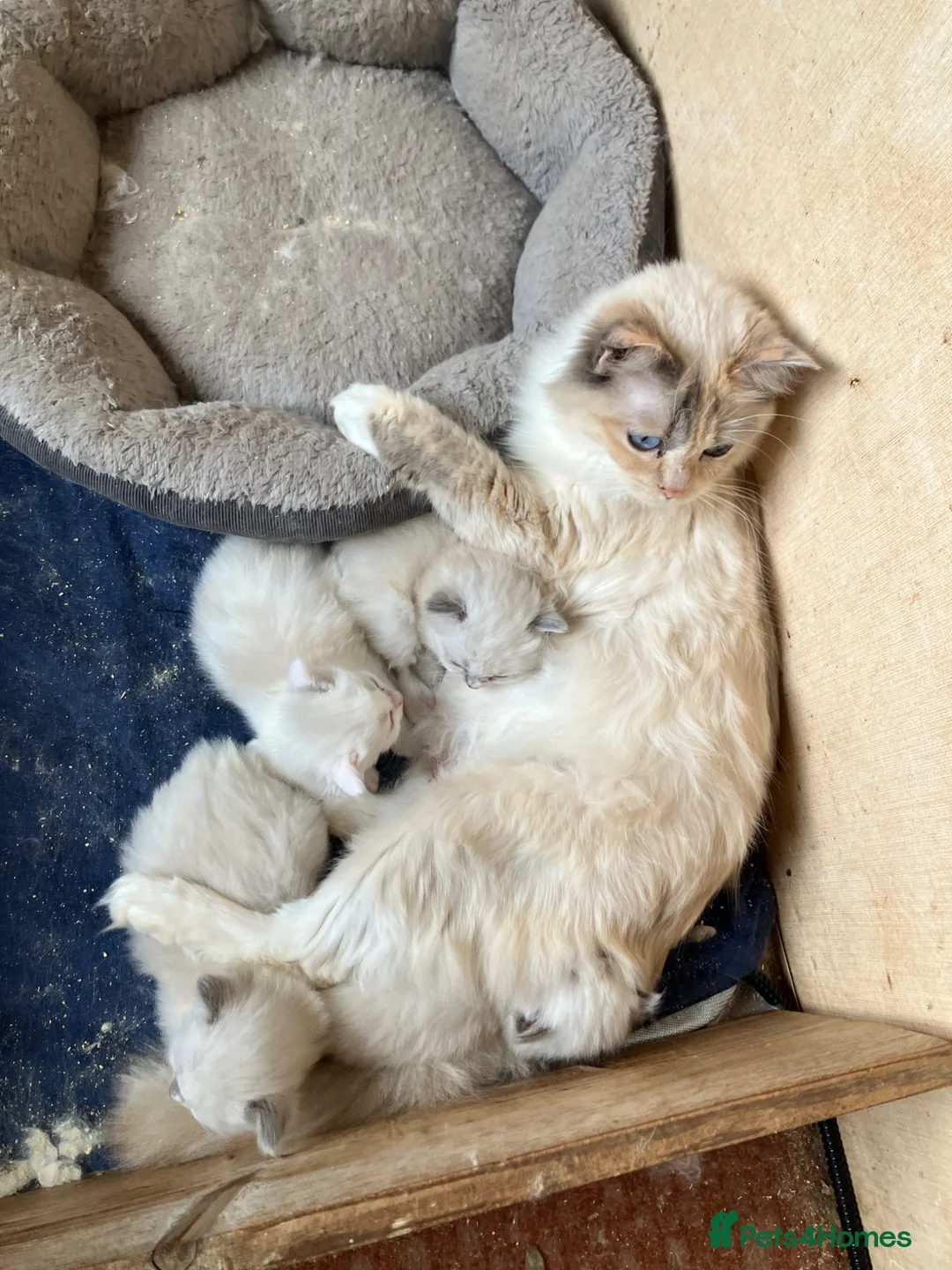 Ragdoll cats for sale: Ragdoll kittens - Advert 1