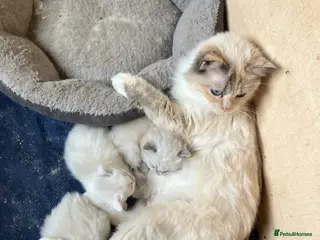 Ragdoll cats Ragdoll kittens - Advert 1