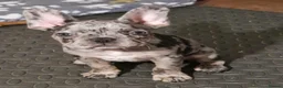 French Bulldog dogs for sale: French bulldog in Bury - Advert 5