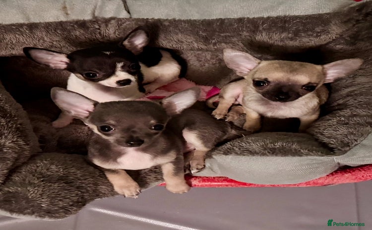 Chihuahua dogs - Advert 1