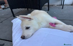 Akita dogs for sale: Beautiful Akita girl puppy for sale  - Image 15