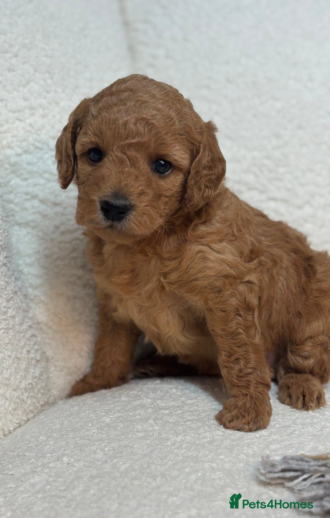 Goldendoodle dogs for sale: Red MINI Goldendoodle Puppies Hypoallergenic & DNA - Advert 25