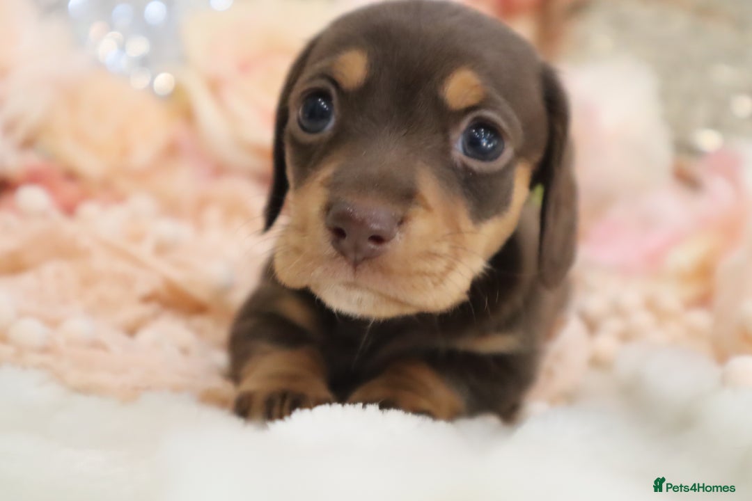 Miniature Dachshund dogs for sale: KC Registered Miniature Dachshund Puppies - Image 17