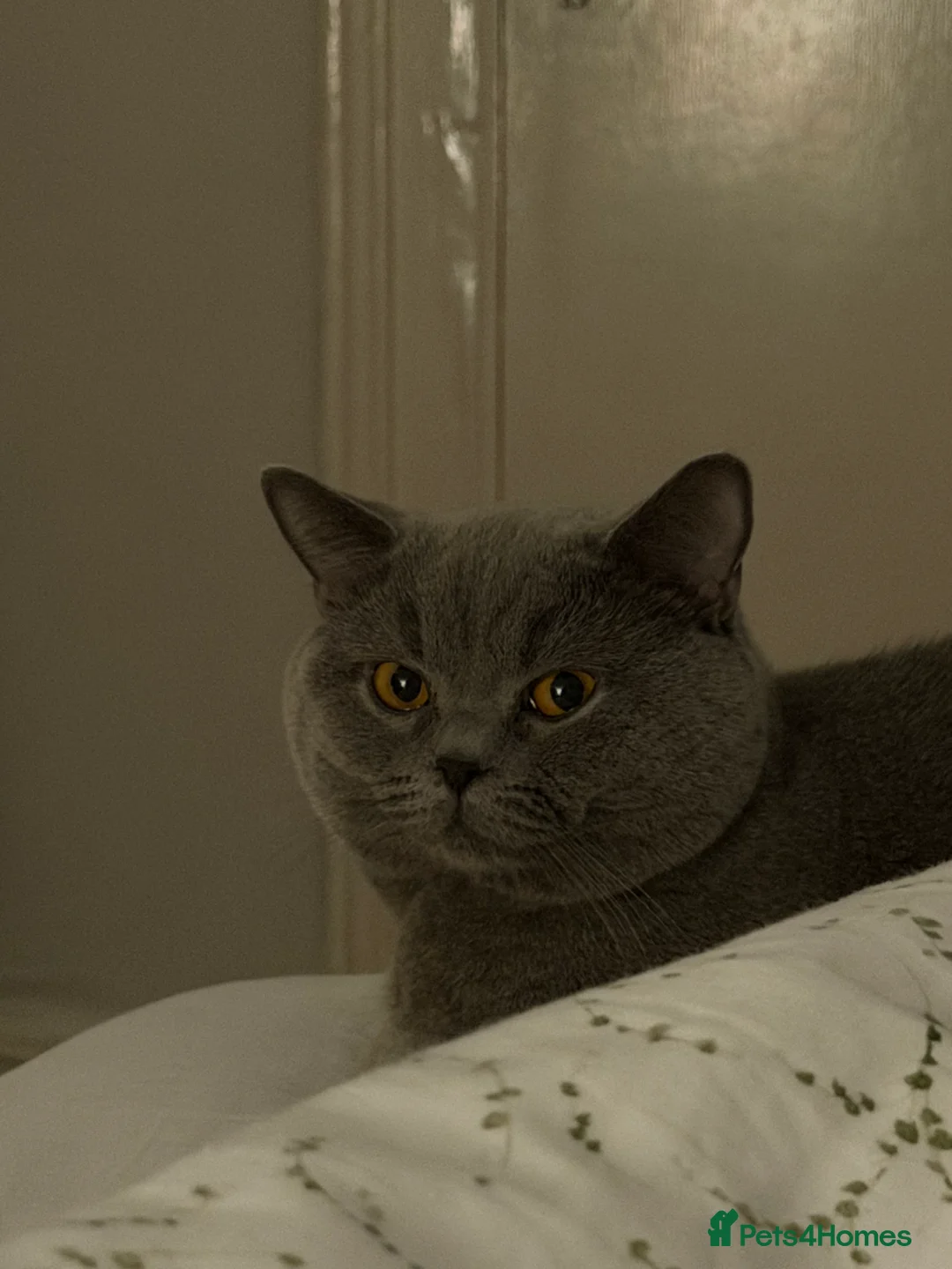 British Shorthair cats for sale: 2 beautiful British short hair kittens  in London - Advert 2