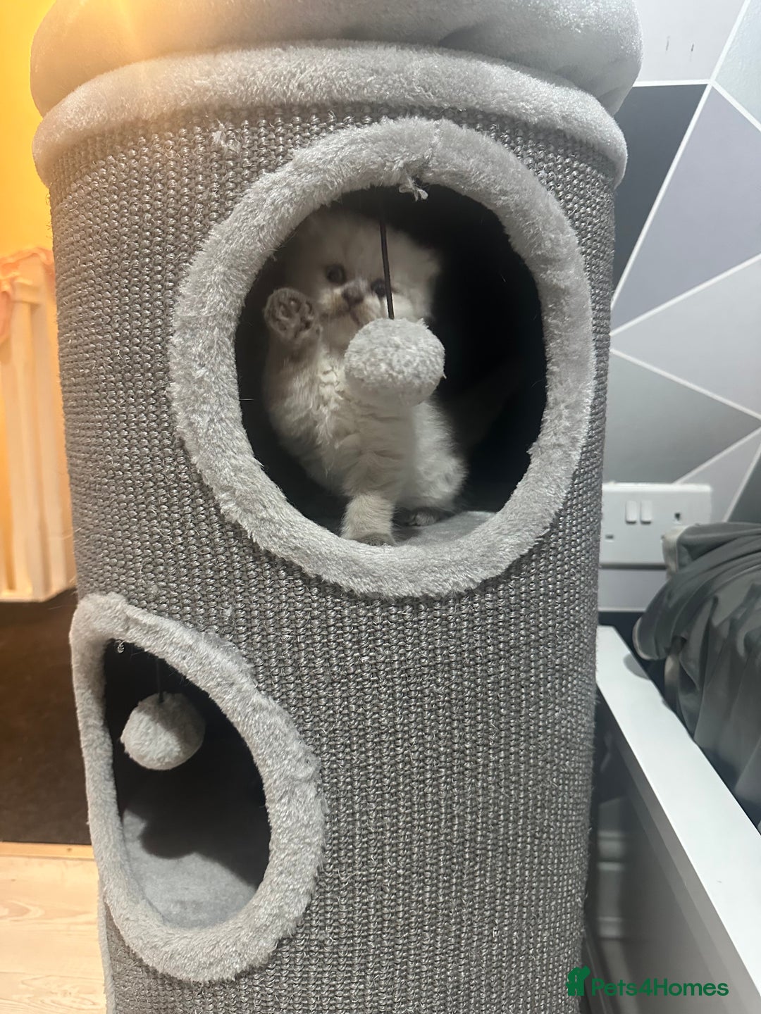 Scottish Fold cats for sale: Adorable playful scottish fold kittens  - Image 31