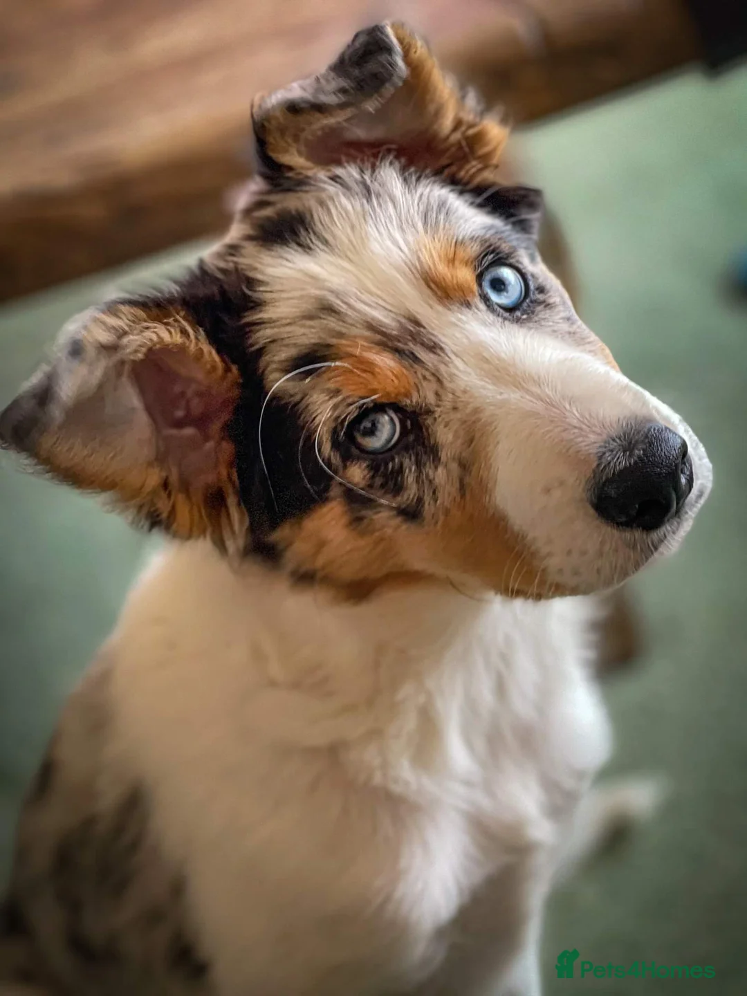 Border Collie dogs for stud: Stunning Tri Merle DNA tested and proven. in Ripon - Advert 9