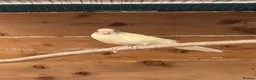 Parakeets birds for sale: Young colony of kakarikis  - Advert 4