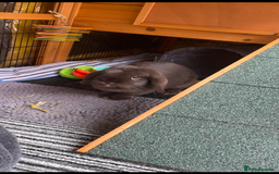 Mini Lop rabbits for sale: PLEASE READ 🐰 male and female (both neutered) in Leicester - Image 9