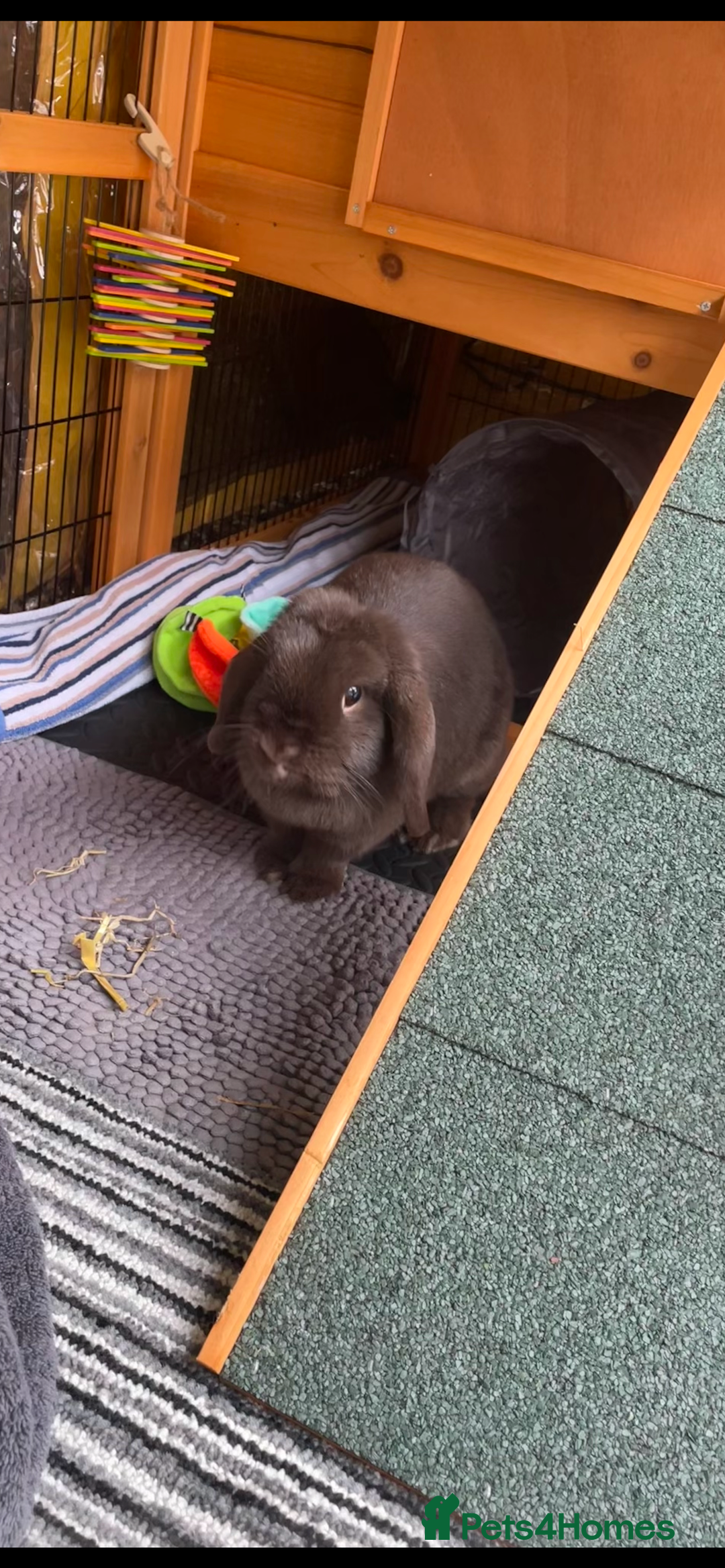 Mini Lop rabbits for sale: PLEASE READ 🐰 male and female (both neutered) in Leicester - Image 9
