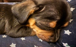 Mixed Breed dogs for sale: Jack Chi (named Loki)  - Advert 6