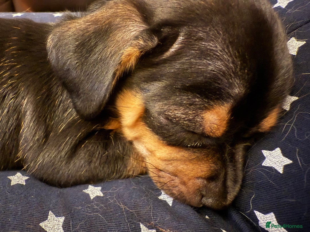 Mixed Breed dogs for sale: Jack Chi (named Loki)  - Advert 6