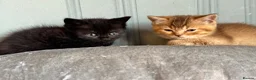 British Shorthair cats for sale: stunning affectionate Kittens available - Advert 17