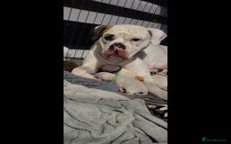 American Bulldog dogs for sale: American Bulldog Puppies – Ready Now! - Image 24