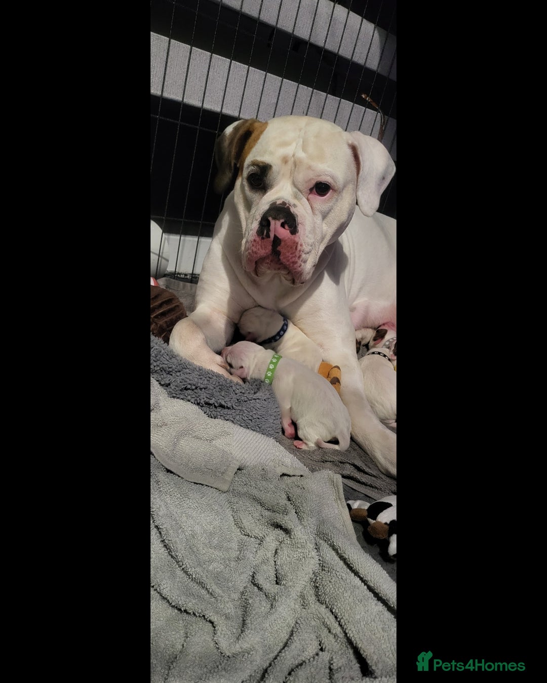 American Bulldog dogs for sale: American Bulldog Puppies – Ready Now! - Image 24