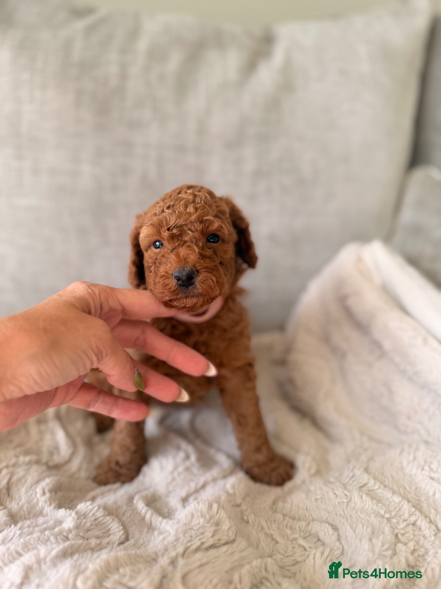 Cockapoo dogs  DNA Clear Stunning F1b Cockapoo Girl Ready 27 Aug - Advert 14