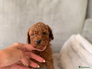 Cockapoo dogs DNA Clear Stunning F1b Cockapoo Girl Ready 27 Aug - Advert 14