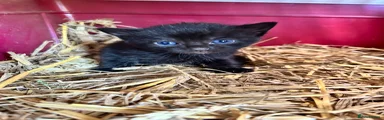 Ragdoll Kitten 6