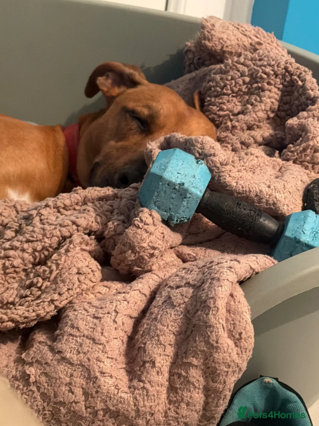 Mixed Breed dogs for sale: Lurcher x staffy - Advert 4