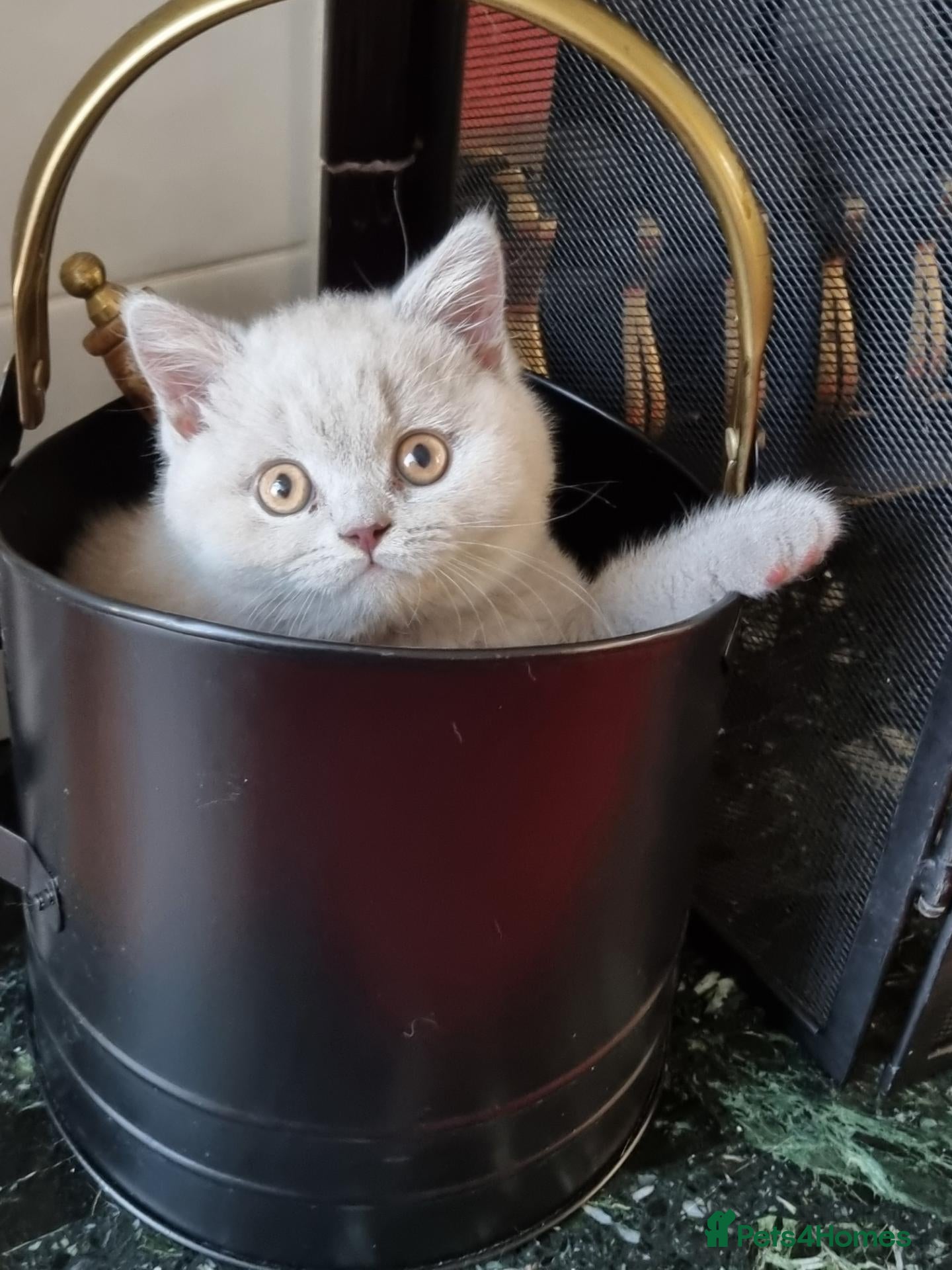 British Shorthair cats Lilac British shorthair boy.  - Advert 2