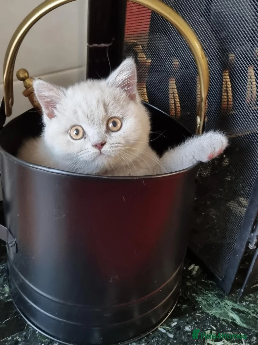 British Shorthair cats for sale: Lilac British shorthair boy.  - Advert 1