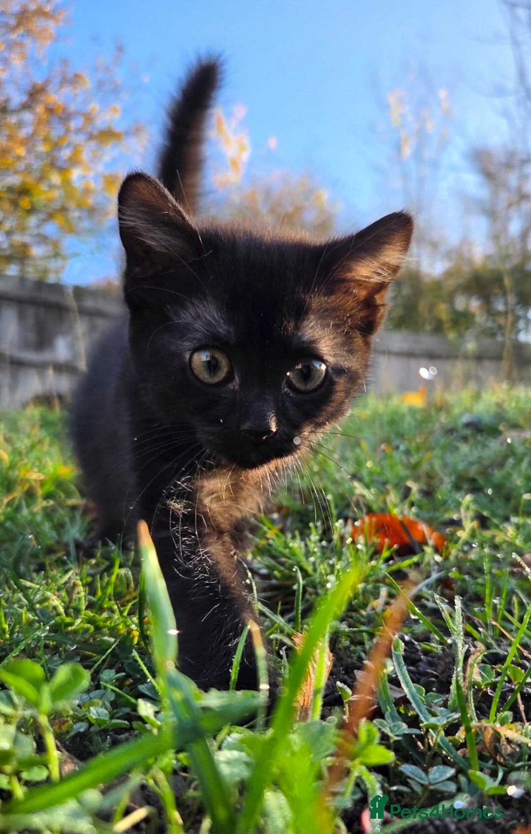 Mixed Breed cats for sale: Two beautiful boys wanting a loving home  - Advert 2