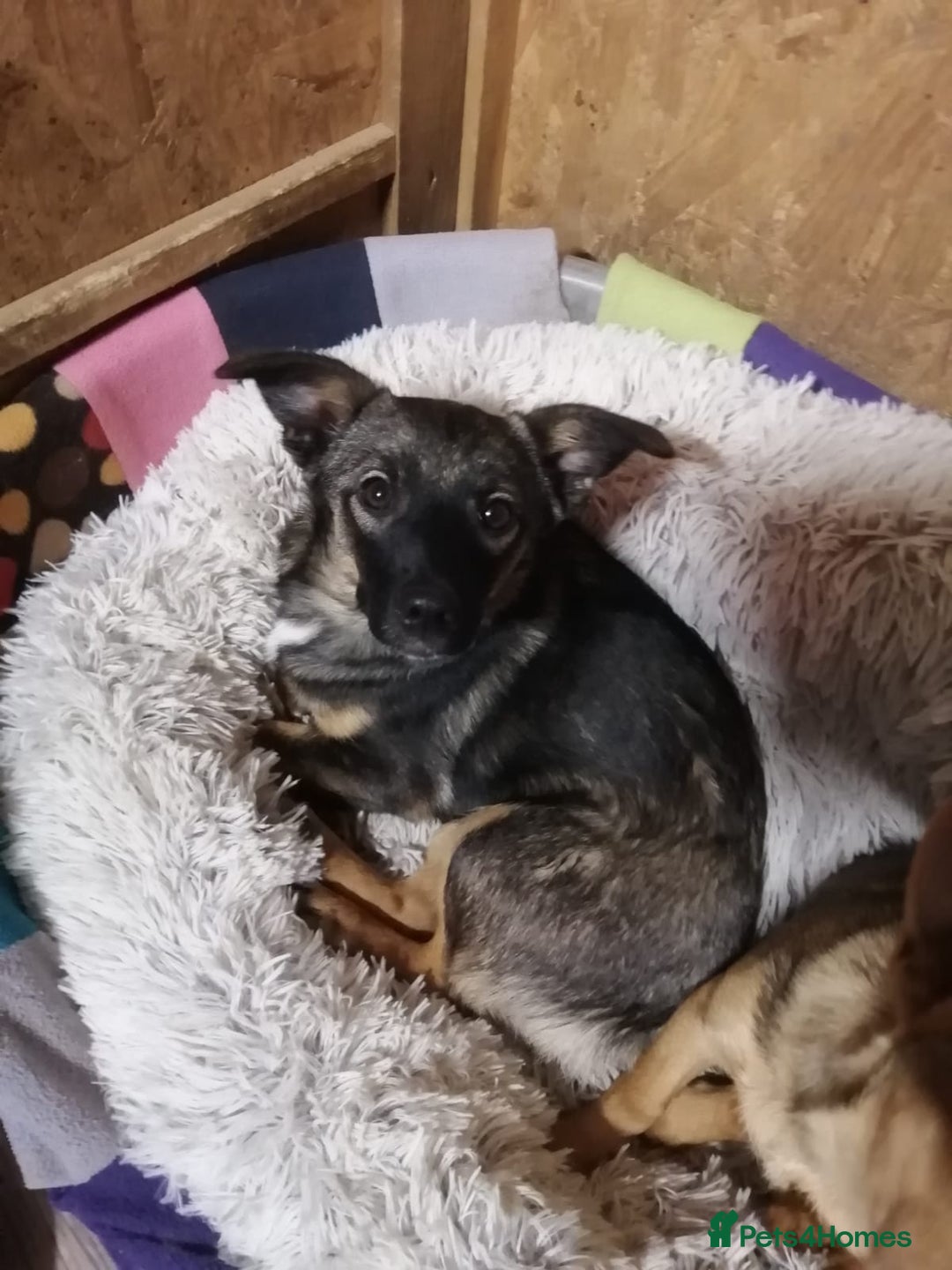 Mixed Breed dogs for adoption: ❤️NIKA & LIKA❤️ - 7 months wonderful small girls - Advert 15