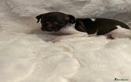 Italian Greyhound dogs for sale: Italian Greyhound Puppies - Image 7