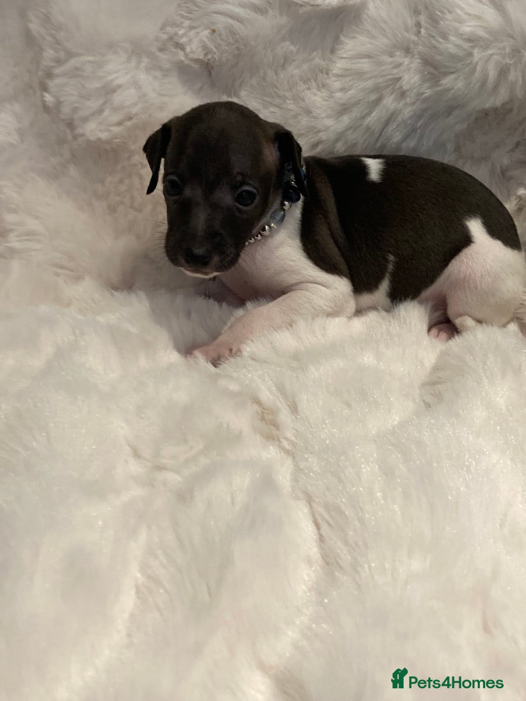 Italian Greyhound dogs for sale: Italian Greyhound Puppies - Image 7