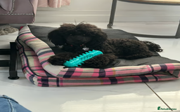 Toy Poodle dogs for sale: Beautiful KC Toy Poodle Puppies Ready Now in Belfast - Image 7