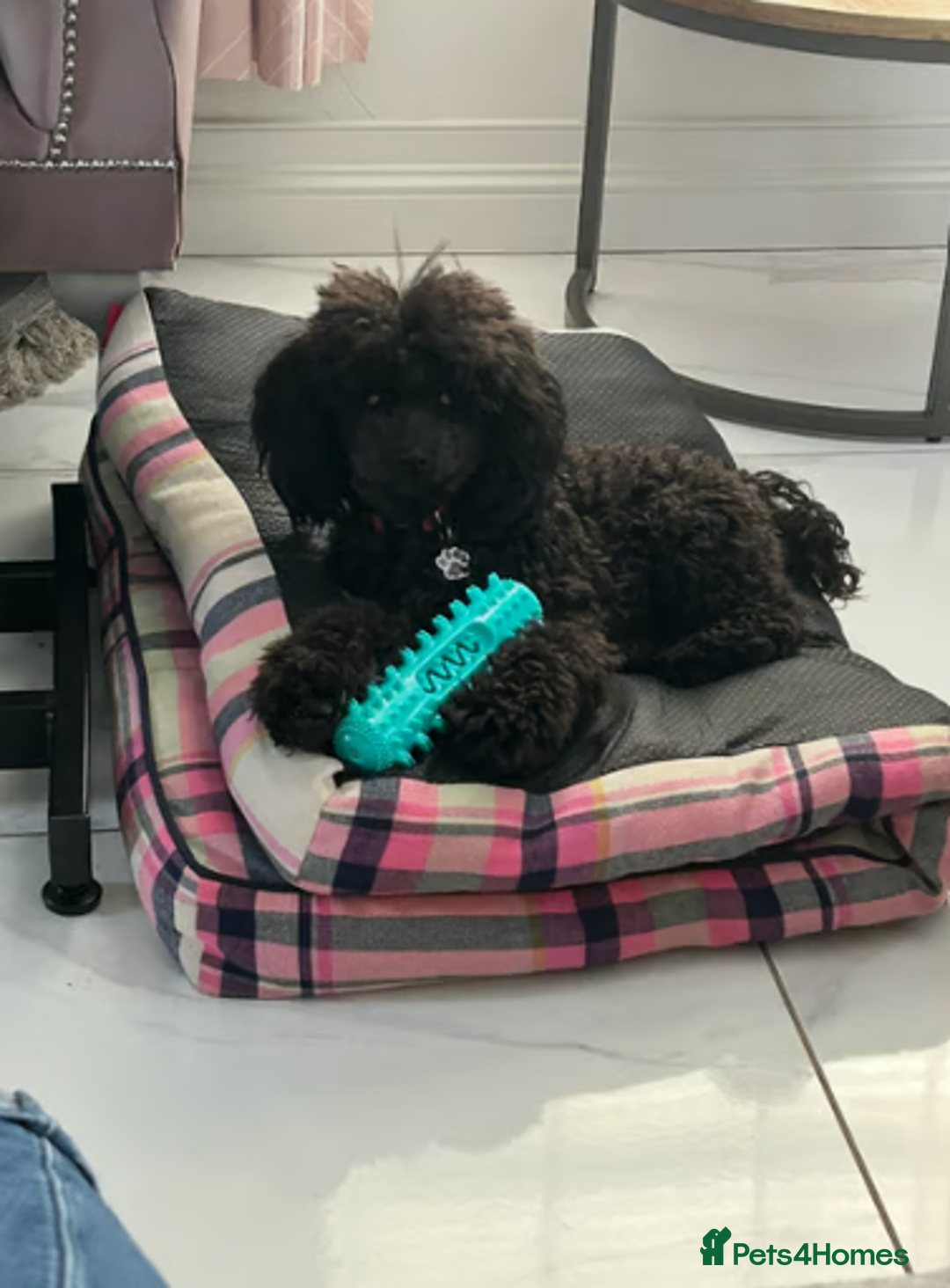 Toy Poodle dogs for sale: Beautiful KC Toy Poodle Puppies Ready Now in Belfast - Image 7