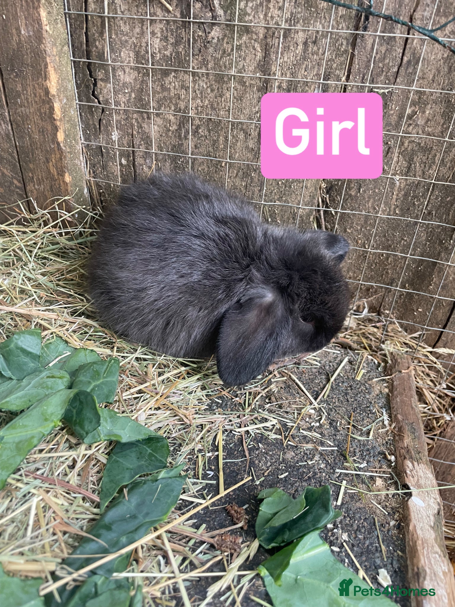 Mini Lop rabbits for sale: Beautiful mini lop babies - Advert 6