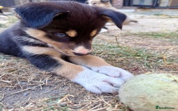 Pomsky dogs for sale: F4❗️READY 🏡 (brown/ bi eyed) REDUCED 💫  - Image 13