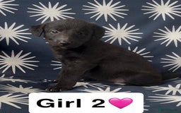 Mixed Breed dogs for sale: Bedlington whippet puppies - Image 14