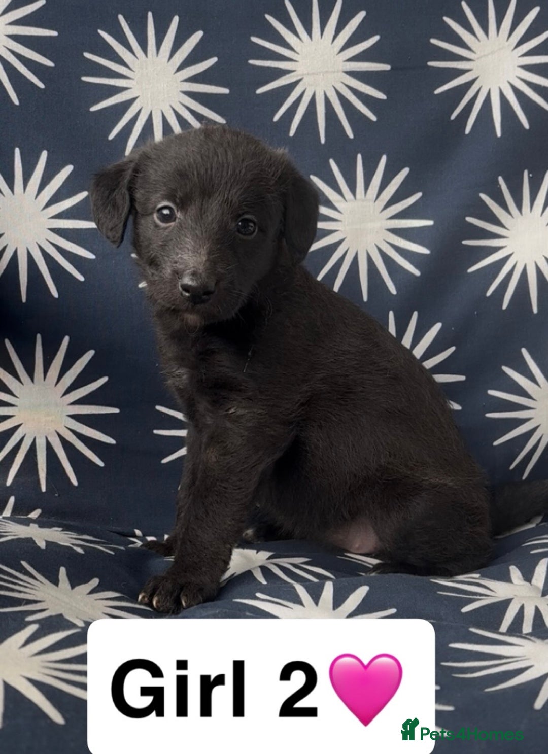 Mixed Breed dogs for sale: Bedlington whippet puppies - Image 14